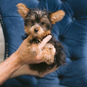 Ristretto -  Yorkshire Terrier Dog for Adoption in Zionsville, Indiana - Ristretto | PetCurious