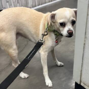 Tasha -  Chihuahua and Mixed Breed Dog for Adoption in Tampa, Florida - Tasha | PetCurious