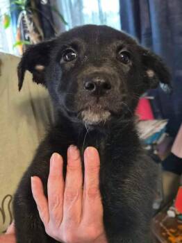 Mixed Breed Dogs Available for Adoption in Sun Prairie, Wisconsin - Brainy Jainie | PetCurious