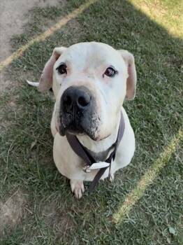 PATCH -  Pit Bull Terrier and Mixed Breed Dog for Adoption in Riverside, California - PATCH | PetCurious