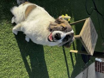 Maggie Bear DFW -  Great Pyrenees Dog for Adoption in Quinlan, Texas - Maggie Bear DFW | PetCurious