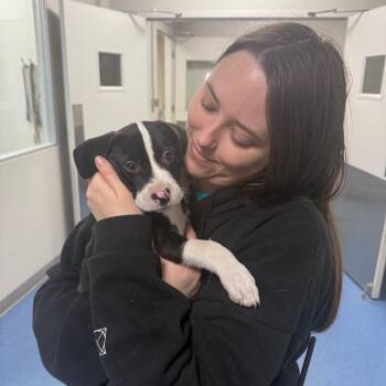 Mixed Breed Dogs Available for Adoption - India | PetCurious