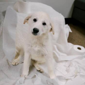 Cottonelle -  Great Pyrenees Dog for Adoption in Valparaiso, Indiana - Cottonelle | PetCurious