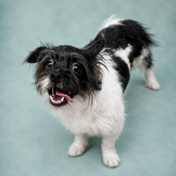 Mutt Damon -  Jack Russell Terrier and Mixed Breed Dog for Adoption in Hardeeville, South Carolina - Mutt Damon | PetCurious