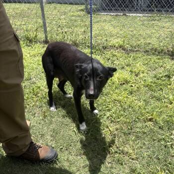 Willow -  Border Collie and Mixed Breed Dog for Adoption in Austin, Texas - Willow | PetCurious