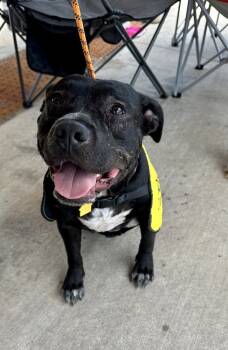 Rescue Pit Bull Terrier and Boxer Dogs for Adoption in Shawnee, Oklahoma - Mila | PetCurious