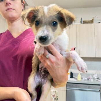 David -  Mixed Breed Dog for Adoption in Englewood, Florida - David | PetCurious