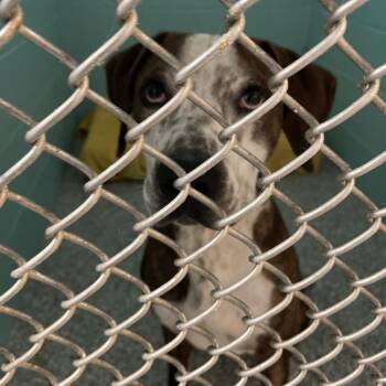 0642-D26 -  Mixed Breed Dog for Adoption in Port Charlotte, Florida - 0642-D26 | PetCurious