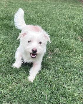Wirehaired Terrier Dogs Available for Adoption in Plano, Texas - Wally A217005 | PetCurious
