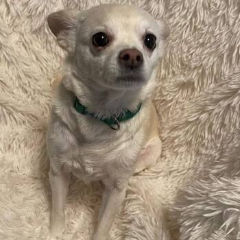 Baby -  Chihuahua Dog for Adoption in Allen, Texas - Baby | PetCurious