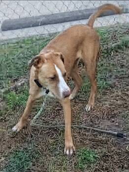 Rescue Boxer and Labrador Retriever Dogs for Adoption in Statesville, North Carolina - O'Shea | PetCurious