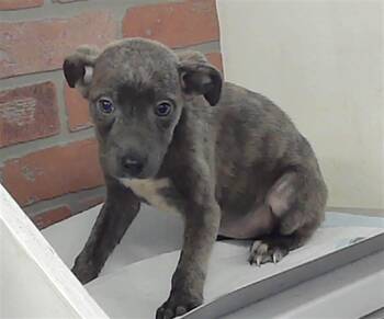 Labrador Retriever and Mixed Breed Dogs Available for Adoption - BRYNN | PetCurious