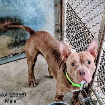 English Bulldog Dogs Available for Adoption - Fazoli | PetCurious