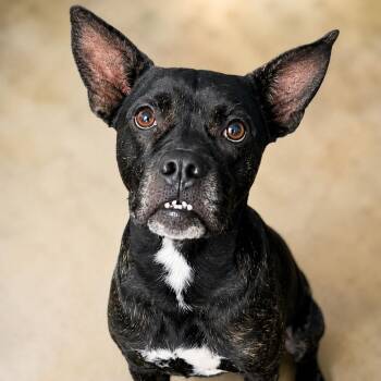 Espresso -  Terrier Dog for Adoption - Espresso | PetCurious