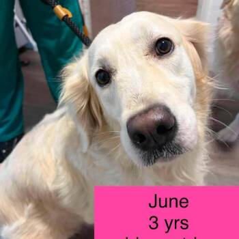 June -  Golden Retriever Dog for Adoption in Tampa, Florida - June | PetCurious
