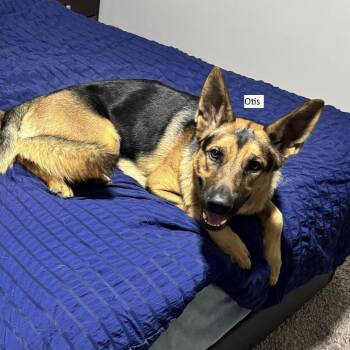 Otis -  German Shepherd Dog and Shepherd Dog for Adoption in Tulsa, Oklahoma - Otis | PetCurious