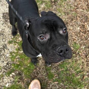 Staffordshire Bull Terrier Dogs Available for Adoption - Big Mac | PetCurious