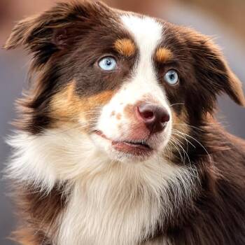 Autumn -  Australian Shepherd Dog for Adoption in Boerne, Texas - Autumn | PetCurious
