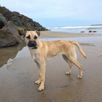 Queso -  Terrier Dog for Adoption in San Diego, California - Queso | PetCurious
