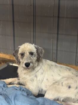 Rescue Australian Shepherd and Poodle Dogs for Adoption in Severance, Colorado - Bubbles | PetCurious