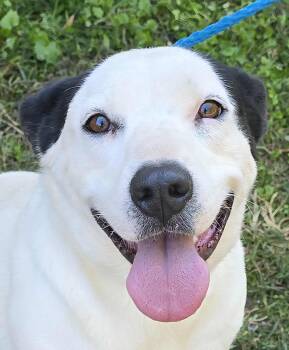 Rescue Australian Cattle Dog Blue Heeler and Border Collie Dogs for Adoption in Newport, Tennessee - Prissy | PetCurious