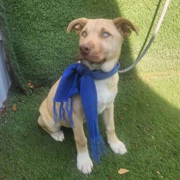 Hound and Husky Dogs Available for Adoption - Rudy | PetCurious