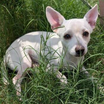 Rescue Chihuahua Dogs for Adoption in Phoenix, Arizona - Gizmo | PetCurious