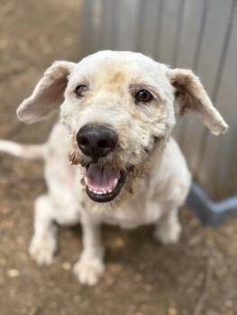 Duke -  Labradoodle Dog for Adoption in Aurora, Colorado - Duke | PetCurious
