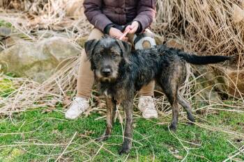 Mixed Breed Dogs Available for Adoption - Coco Puff | PetCurious