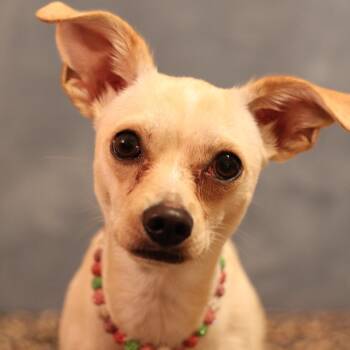Penny -  Chiweenie Dog for Adoption in Yukon, Oklahoma - Penny | PetCurious