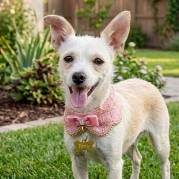 Rory -  Terrier Dog for Adoption in Gilbert, Arizona - Rory | PetCurious