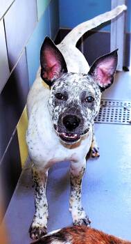 Australian Cattle Dog Blue Heeler Dogs Available for Adoption in Las Vegas, Nevada - Joe | PetCurious
