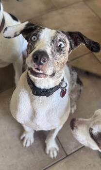 Rescue Catahoula Leopard Dog Dogs for Adoption in Saucier, Mississippi - Homer | PetCurious