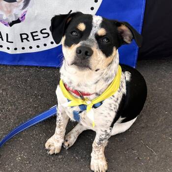 Rubble -  Mixed Breed Dog for Adoption in Salem, Oregon - Rubble | PetCurious