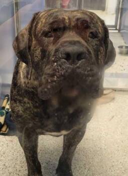 Monty -  Presa Canario and Mixed Breed Dog for Adoption in Kansas City, Missouri - Monty | PetCurious