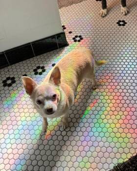 Rescue Chihuahua Dogs for Adoption in Concord, North Carolina - Prince | PetCurious