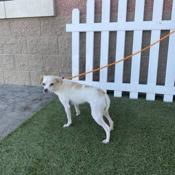 MAGNUS -  Chihuahua and Mixed Breed Dog for Adoption in Modesto, California - MAGNUS | PetCurious