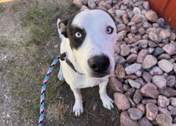 SOLO -  Pit Bull Terrier and Siberian Husky Dog for Adoption in Colorado Springs, Colorado - SOLO | PetCurious