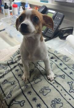 Kolby -  Chihuahua and Dachshund Dog for Adoption in Seguin, Texas - Kolby | PetCurious