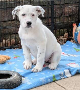 Great Pyrenees Dogs Available for Adoption - Freya | PetCurious