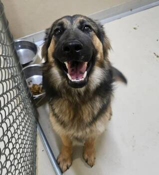 German Shepherd Dog Dogs Available for Adoption in Sedalia, Colorado - Athena | PetCurious