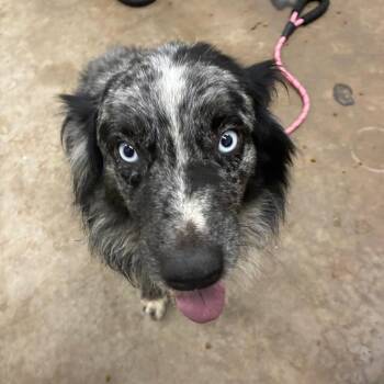 Muck -  Australian Shepherd Dog for Adoption in Corbin, Kentucky - Muck | PetCurious