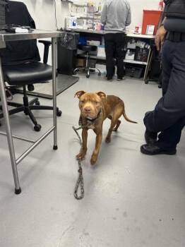 Rescue Mixed Breed Dogs for Adoption in West Chester, Pennsylvania - Ichabod | PetCurious