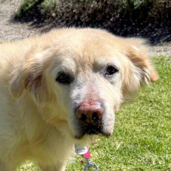 Golden Retriever Dogs Available for Adoption - Teddy | PetCurious