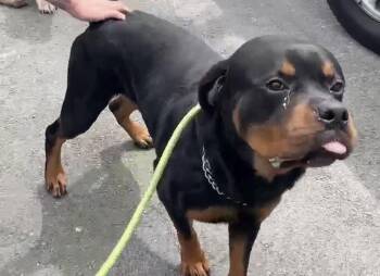 Rottweiler Dogs Available for Adoption - Tank | PetCurious