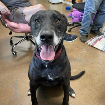 Luna -  Black Labrador Retriever Dog for Adoption in Boonville, Missouri - Luna | PetCurious