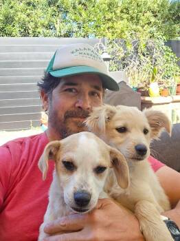 Chihuahua and Spaniel Dogs Available for Adoption - Aicher | PetCurious