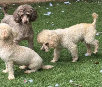 Poodle Dogs Available for Adoption in Matthews, North Carolina - Oodles Of Poodles | PetCurious