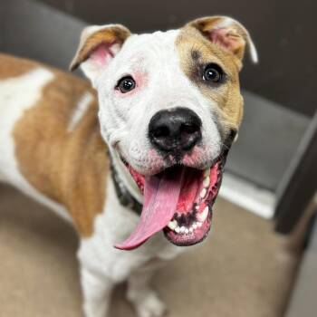 Leanne morgan -  Boxer and American Bulldog Dog for Adoption in Hinesville, Georgia - Leanne Morgan | PetCurious