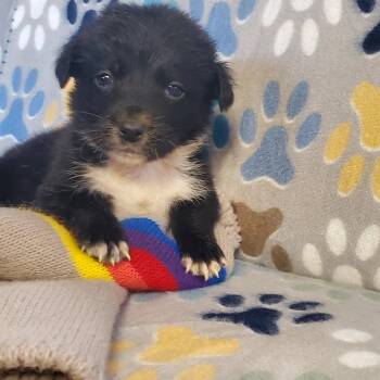 Australian Shepherd and Border Collie Dogs Available for Adoption - Chief  | PetCurious